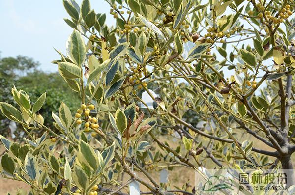 亚洲精品白浆高清久久久久久