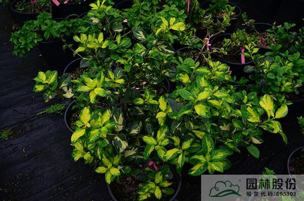 亚洲精品白浆高清久久久久久