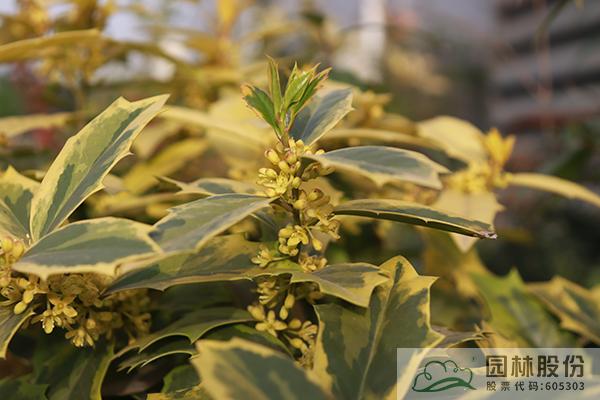 亚洲精品白浆高清久久久久久