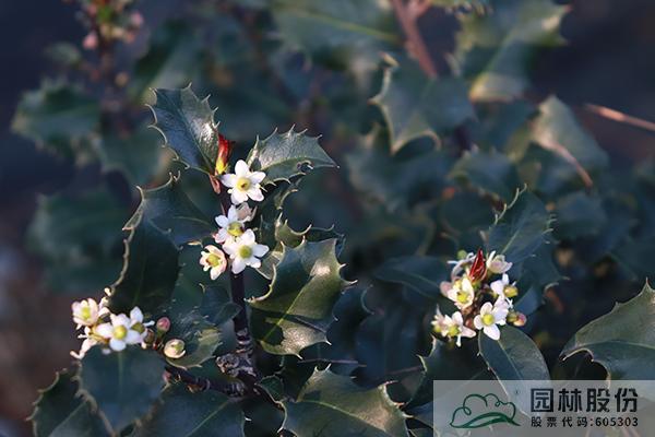 亚洲精品白浆高清久久久久久