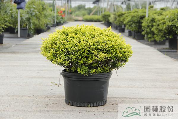 亚洲精品白浆高清久久久久久