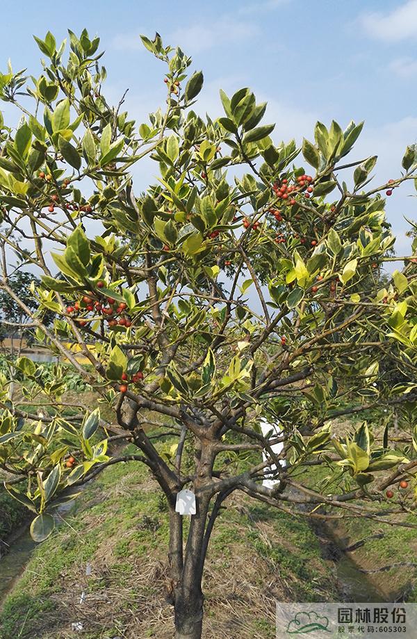 亚洲精品白浆高清久久久久久