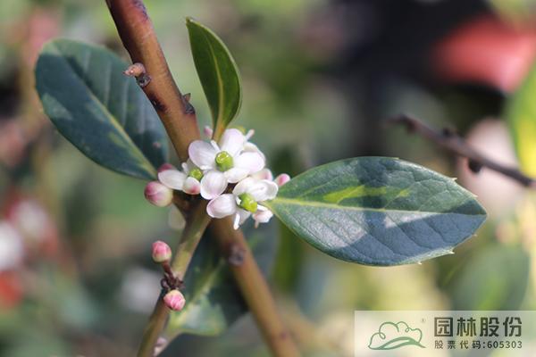 亚洲精品白浆高清久久久久久