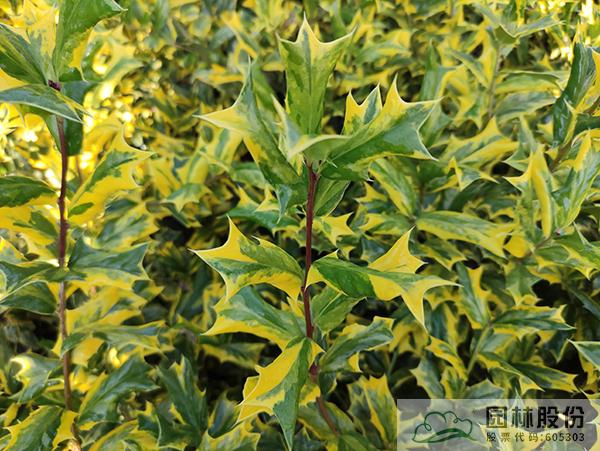 亚洲精品白浆高清久久久久久