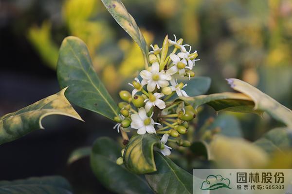 亚洲精品白浆高清久久久久久