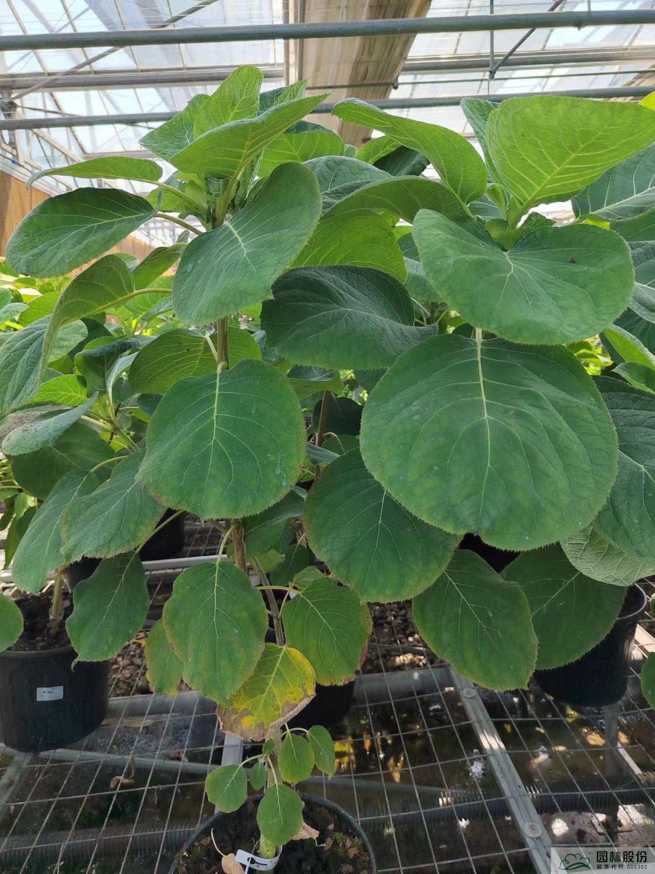 亚洲精品白浆高清久久久久久