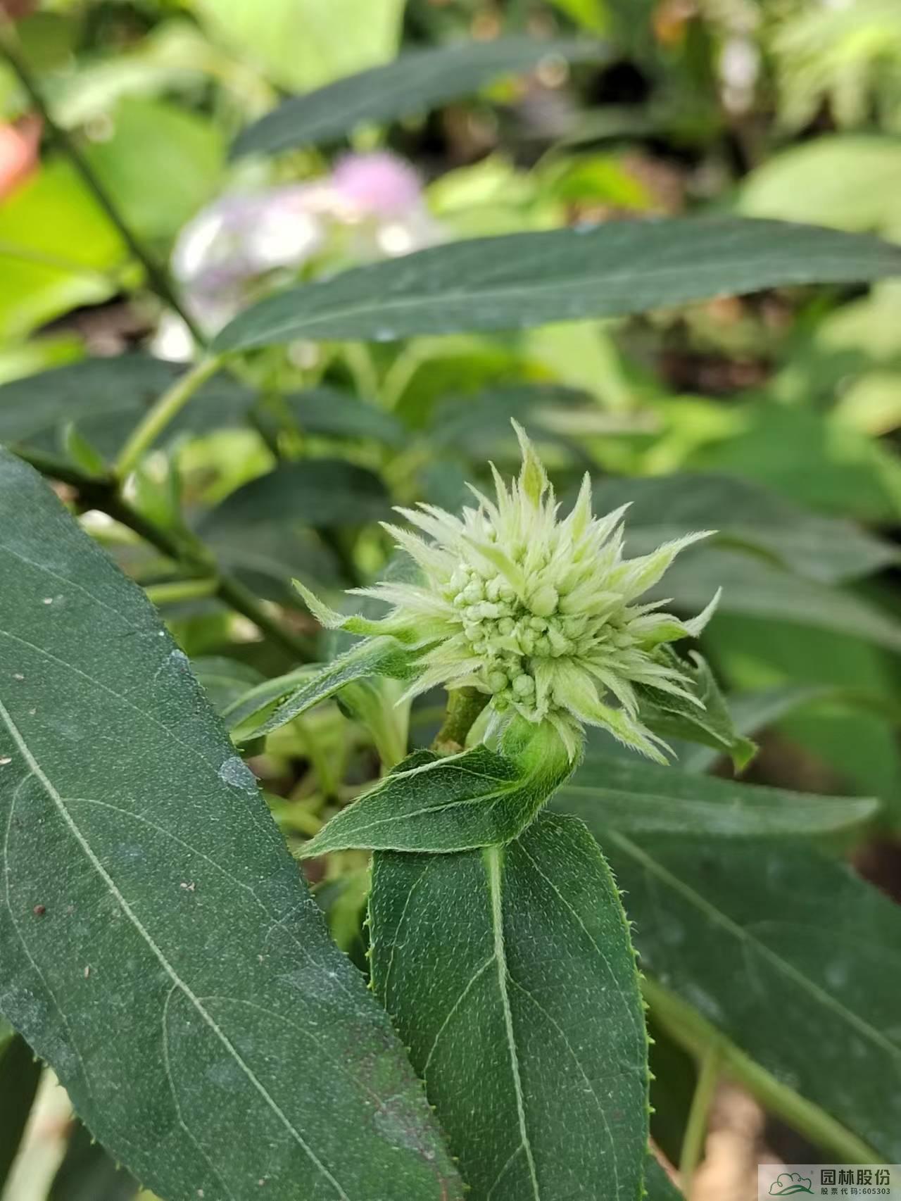 亚洲精品白浆高清久久久久久