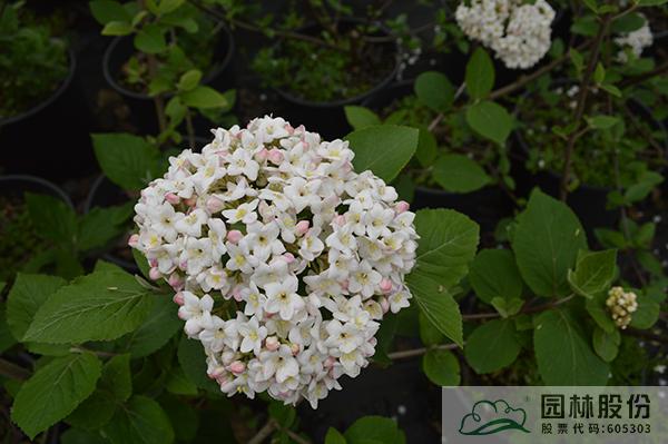 亚洲精品白浆高清久久久久久