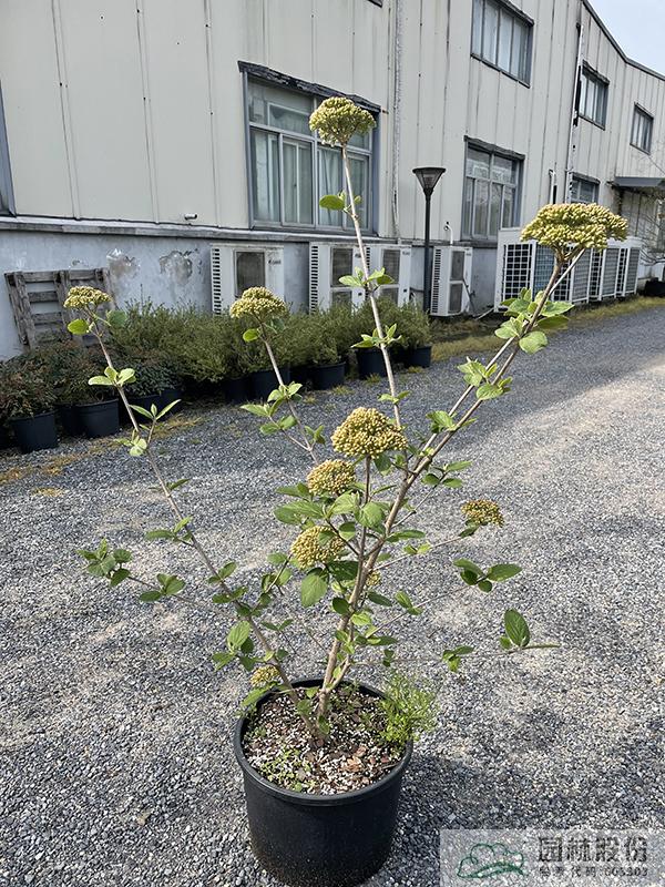 亚洲精品白浆高清久久久久久