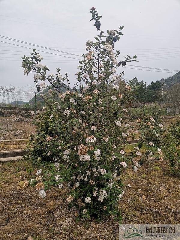 亚洲精品白浆高清久久久久久