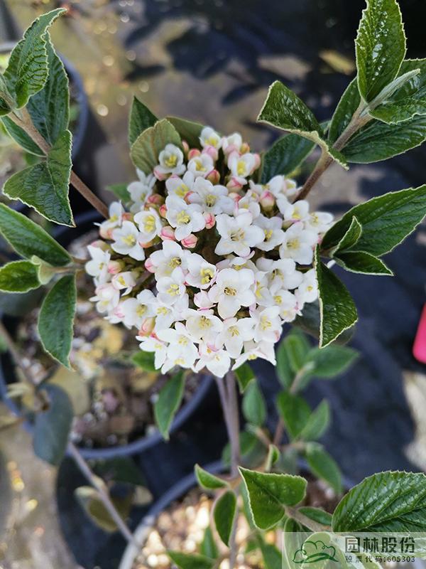 亚洲精品白浆高清久久久久久