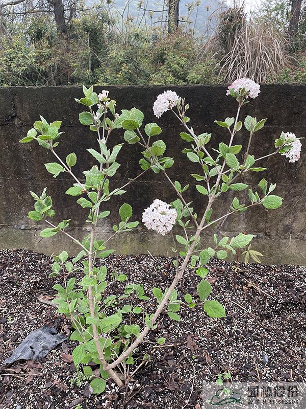 亚洲精品白浆高清久久久久久