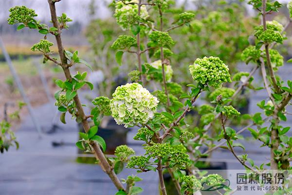 亚洲精品白浆高清久久久久久