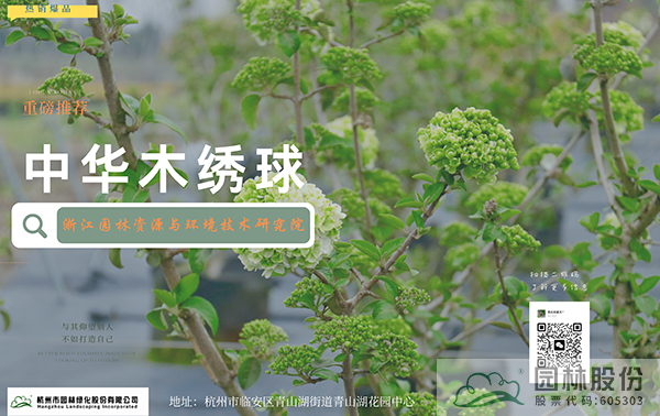 亚洲精品白浆高清久久久久久