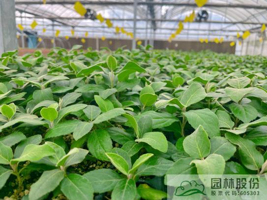 亚洲精品白浆高清久久久久久