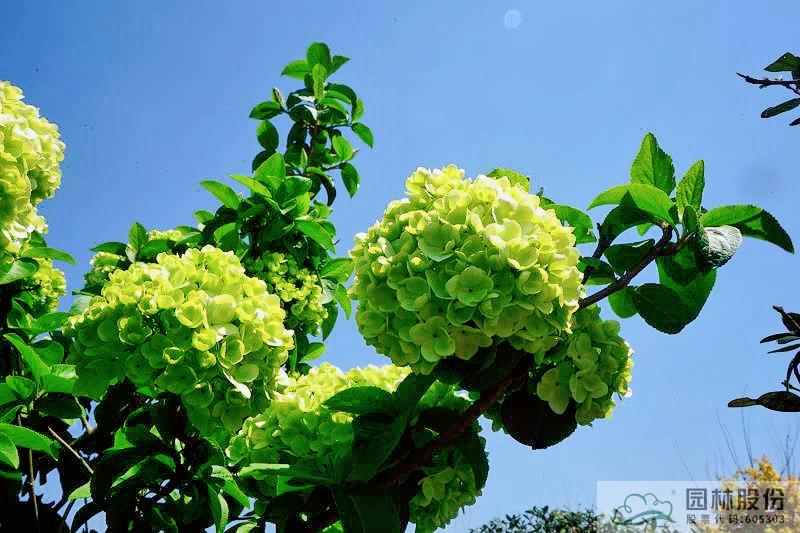 亚洲精品白浆高清久久久久久