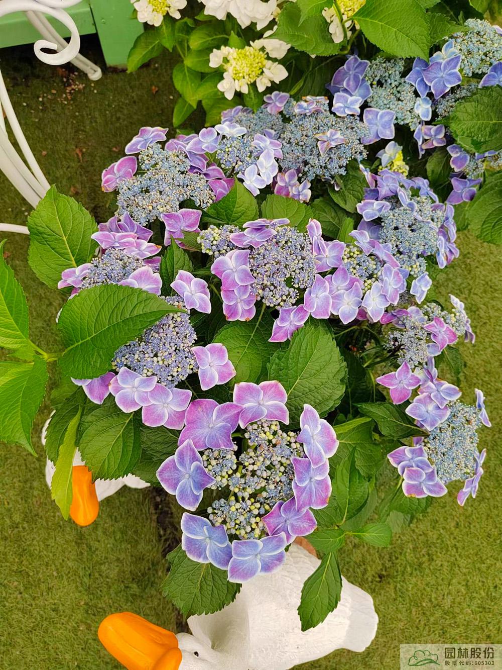 亚洲精品白浆高清久久久久久