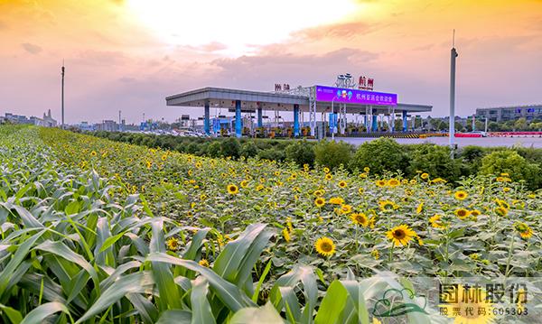 亚洲精品白浆高清久久久久久