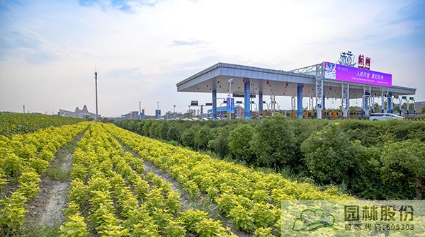 亚洲精品白浆高清久久久久久