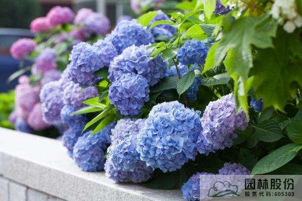 亚洲精品白浆高清久久久久久