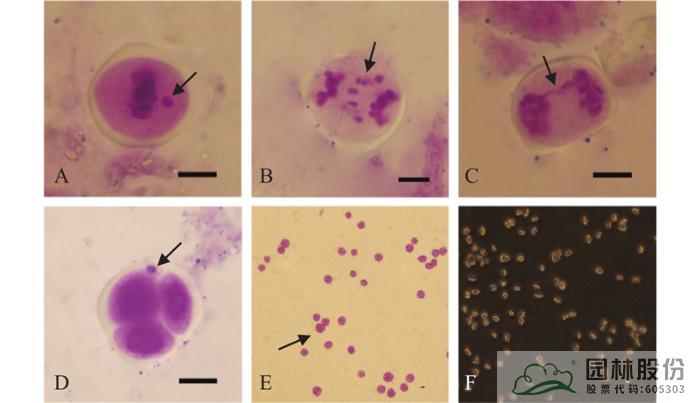 亚洲精品白浆高清久久久久久