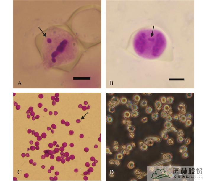 亚洲精品白浆高清久久久久久