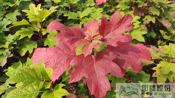 亚洲精品白浆高清久久久久久