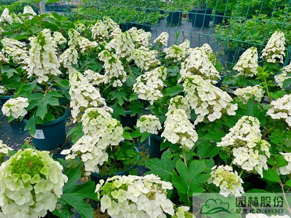 亚洲精品白浆高清久久久久久