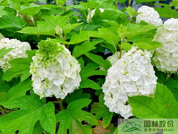 亚洲精品白浆高清久久久久久