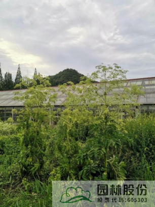 亚洲精品白浆高清久久久久久