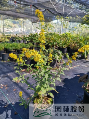 亚洲精品白浆高清久久久久久