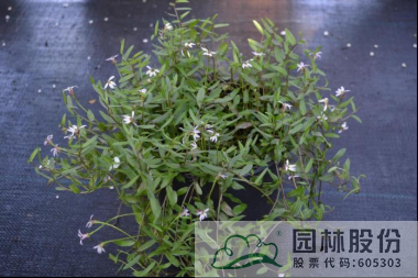 亚洲精品白浆高清久久久久久