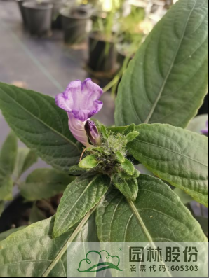 亚洲精品白浆高清久久久久久