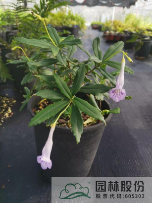 亚洲精品白浆高清久久久久久