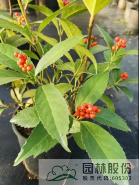 亚洲精品白浆高清久久久久久