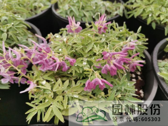 亚洲精品白浆高清久久久久久