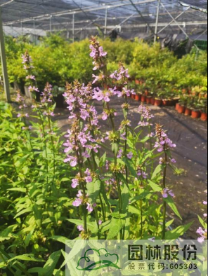 亚洲精品白浆高清久久久久久