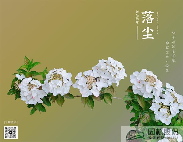 亚洲精品白浆高清久久久久久