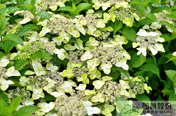 亚洲精品白浆高清久久久久久