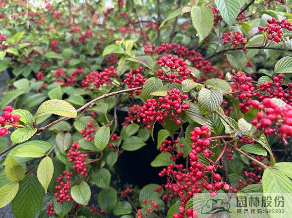 亚洲精品白浆高清久久久久久