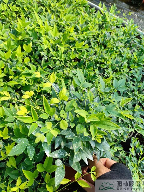 亚洲精品白浆高清久久久久久