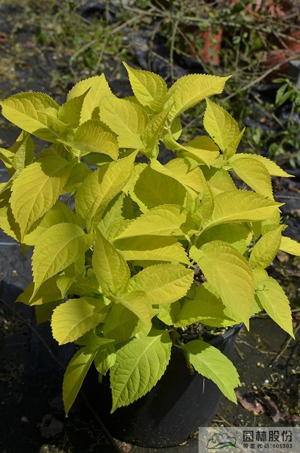 亚洲精品白浆高清久久久久久