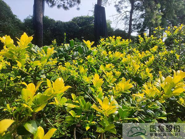 亚洲精品白浆高清久久久久久