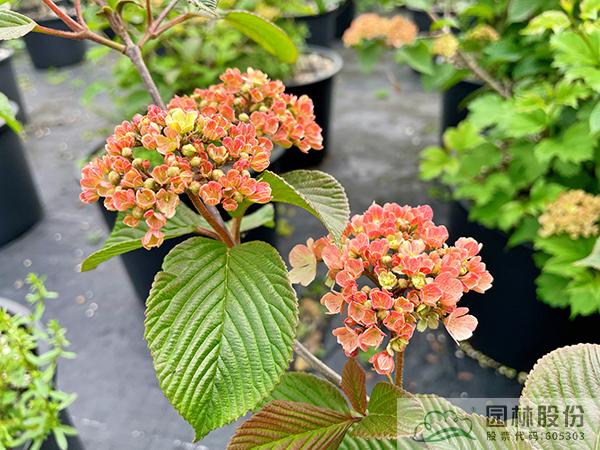 亚洲精品白浆高清久久久久久