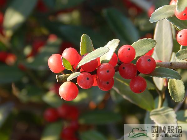 亚洲精品白浆高清久久久久久