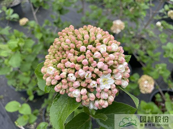 亚洲精品白浆高清久久久久久