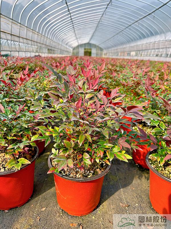 亚洲精品白浆高清久久久久久