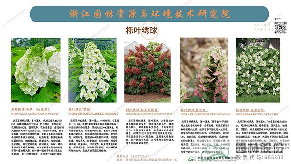 亚洲精品白浆高清久久久久久