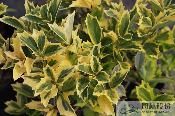 亚洲精品白浆高清久久久久久