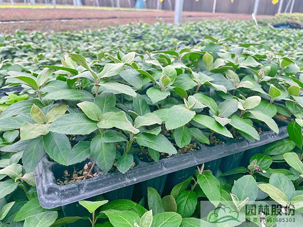 亚洲精品白浆高清久久久久久